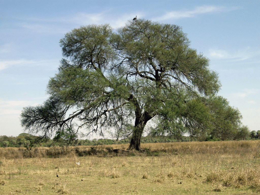 algbocampo