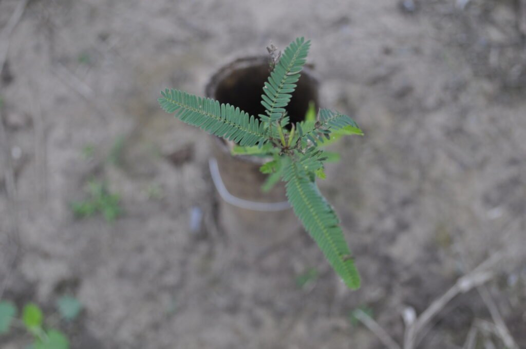 Producción local de plantines de algarrobo con mejores resultados