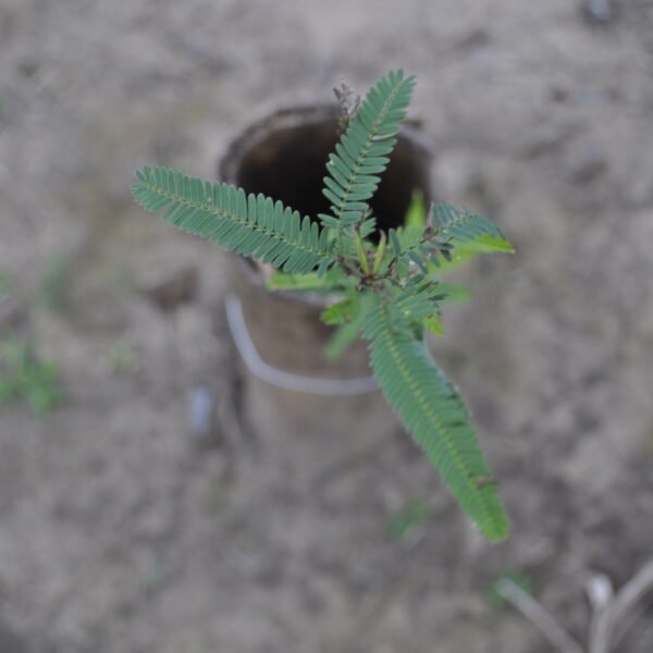 Producción local de plantines de algarrobo con mejores resultados