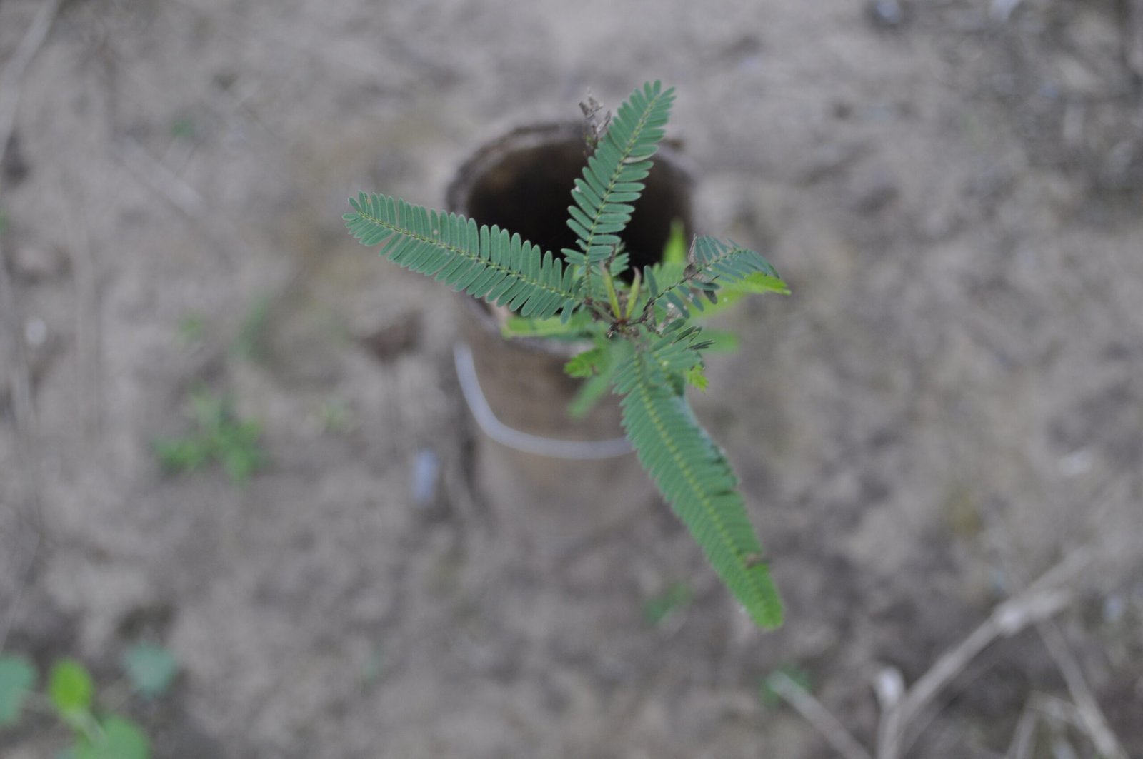 Producción local de plantines de algarrobo&hellip;